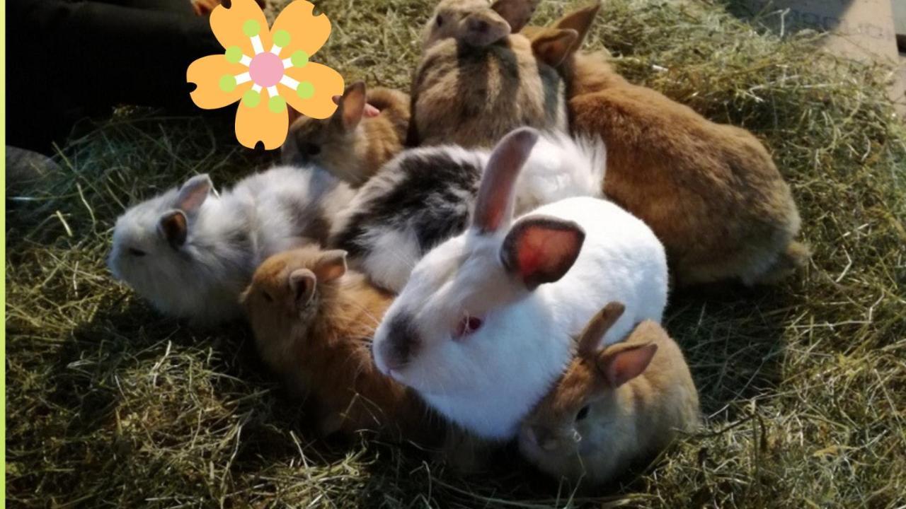 Ferien Am Talhof 호텔 상트어번 외부 사진