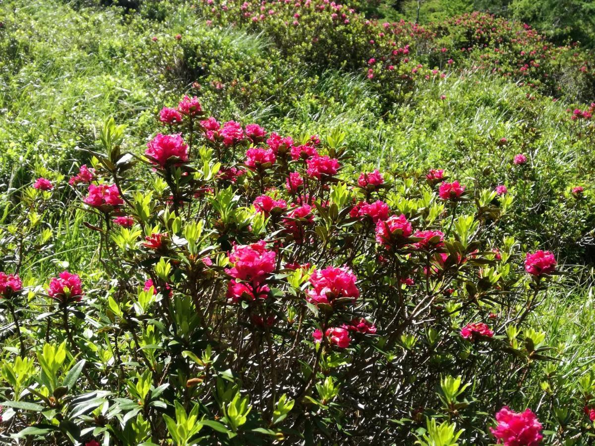 Ferien Am Talhof 호텔 상트어번 외부 사진